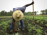 farmer working